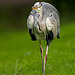 Grey Heron (Ardea Cinerea)