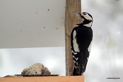 Visitors to the table feeder this morninggreater spotted woodpecker, robin, 5220801648 o