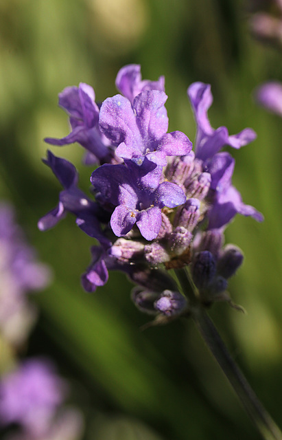 Patio Life: Lavendar