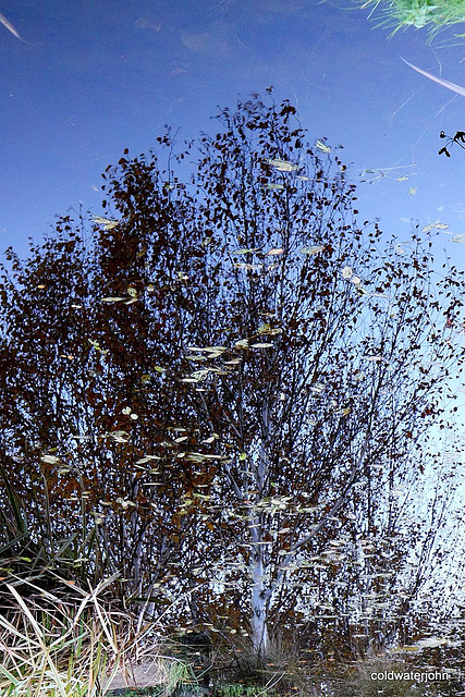 Reflections on the surface (inverted) 5146392646 o