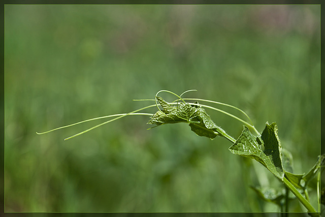 Western Wild Cucumber Vine