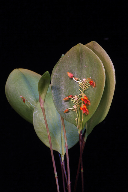 Lepanthes stenophora