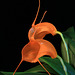 Masdevallia hirtzii