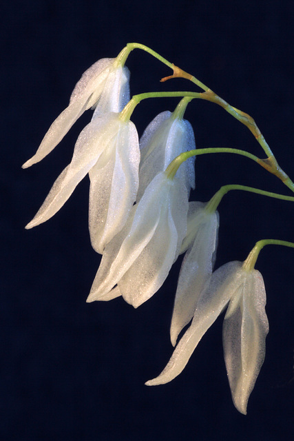 Pleurothallis pterophora