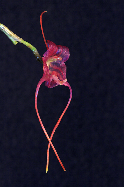 Porroglossum teaguei