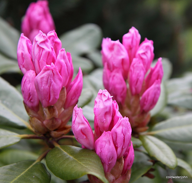May flowers out today - series