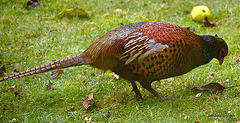 One dreich cock pheasant