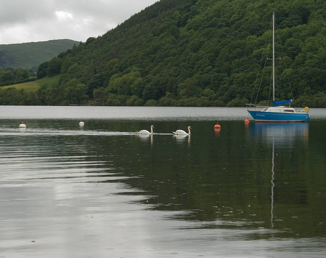 Swans on Ullswater