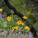 Balsamroot and Lupine