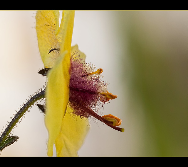 Moth Mullein Pistils