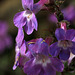 Gairdner's Penstemon