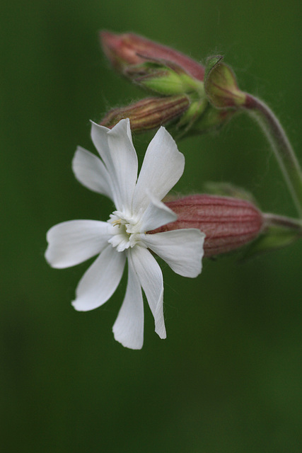 White Campion