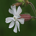 White Campion