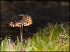 Chocolate Mushroom [EXPLORE] #6!! TYVM!!