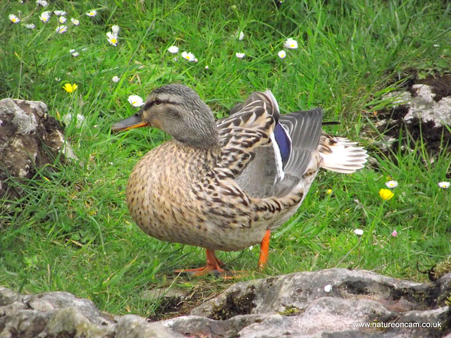 Mallard