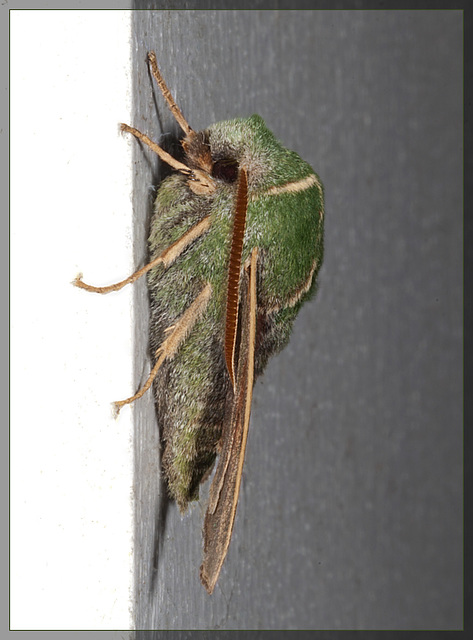 Pacific Green Sphinx Moth on Our Porch