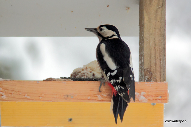 Visitors to the table feeder this morning 5220802020 o