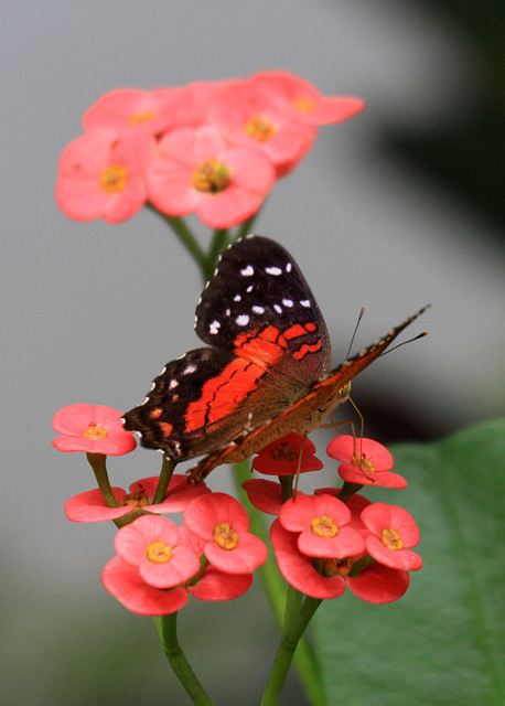 Scarlet Peacock Butterfly