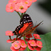 Scarlet Peacock Butterfly