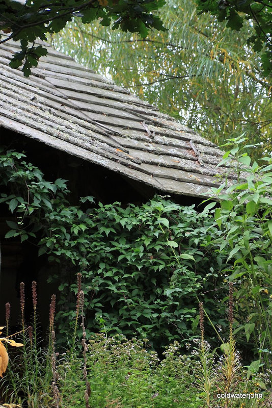 Oak, willows, clematis, Jerusalem Artichokes, and Marjoram, crowding out the gazebo