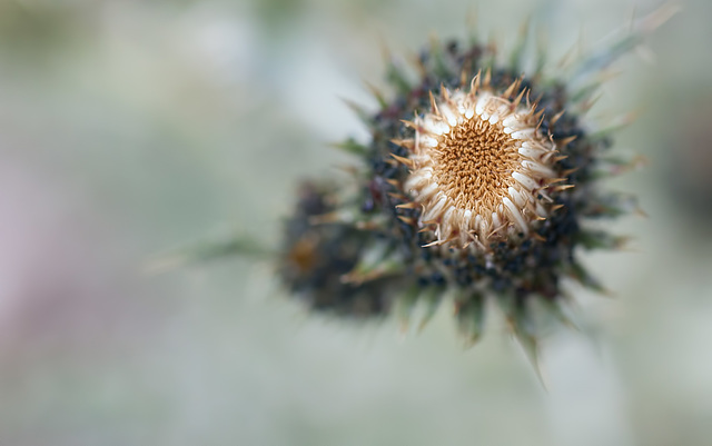 Peregrine Thistle Bud