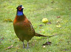 Cock Pheasant waiting in the rain