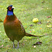 Cock Pheasant waiting in the rain