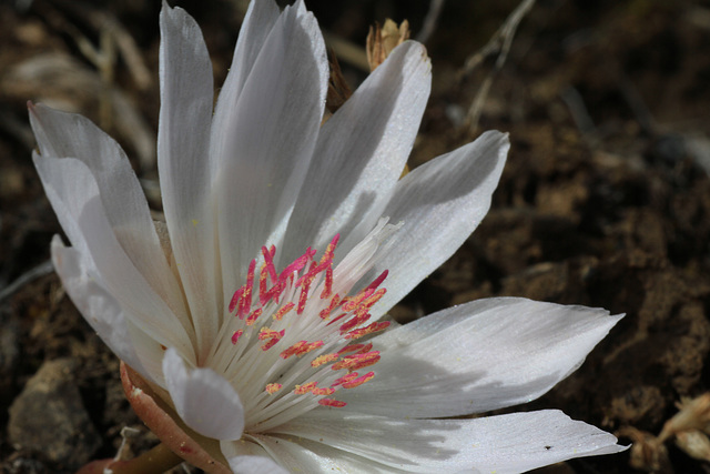 Bitterroot (Lewisia rediviva)