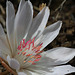 Bitterroot (Lewisia rediviva)