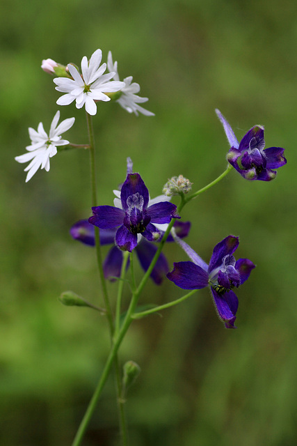 Slender Woodland Star and Upland Larkspur