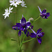 Slender Woodland Star and Upland Larkspur