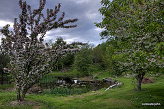 Crab apple and cherry blossom