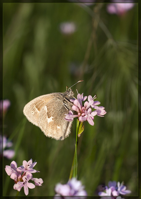 Common Ringlet Butterfly on Seablush