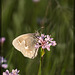 Common Ringlet Butterfly on Seablush