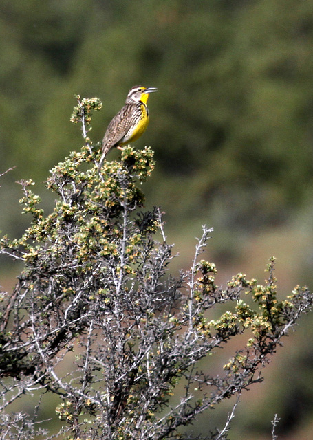 Western Meadowlark (Sturnella neglecta)