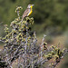 Western Meadowlark (Sturnella neglecta)