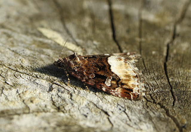 Marbled White Spot