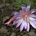 Bitterroot (Lewisia rediviva)