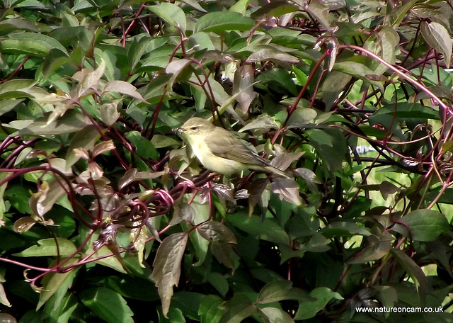 Chiffchaff