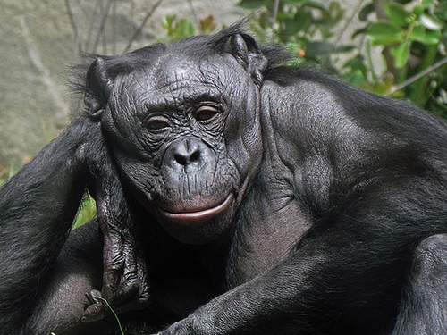 Reclining Chimp