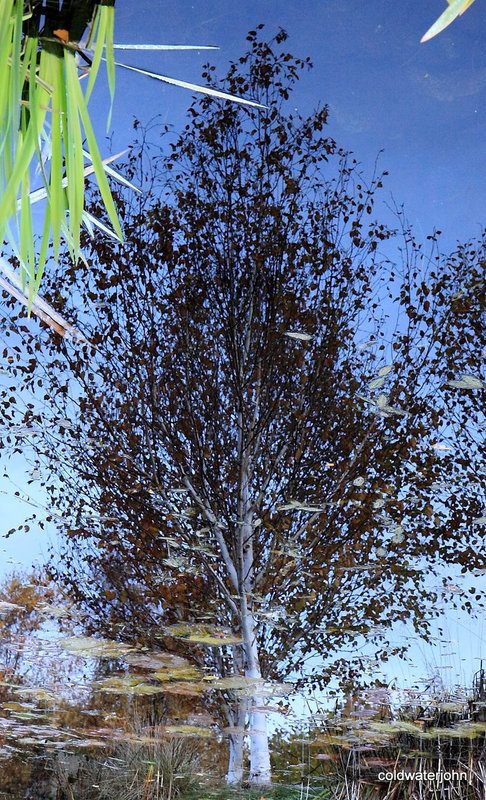 Reflections on the surface (inverted) 5145794109 o