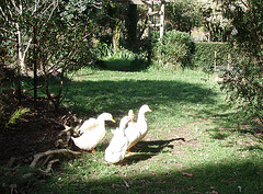 ducks in the garden