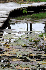 Last of the water-lilies by the dock