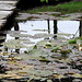 Last of the water-lilies by the dock
