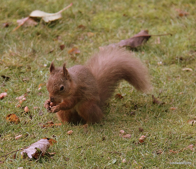 Red Squirrel foraging for winter
