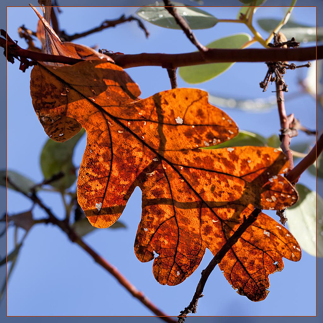 Glowing Oak Leaf Against the Sky