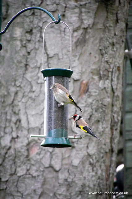 Goldfinch