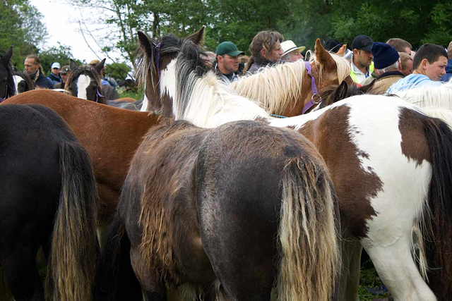 A large herd of horses at Appleby