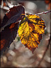 Glowing Frost-Edged Blackberry Leaf