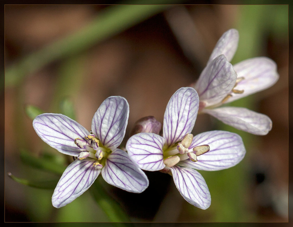 A Trio of Tiny Beauties: Nutall's Toothwort Blossoms